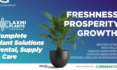 Laxmi Plants: Complete Plant Solutions – Rental, Supply & Care Across PAN India