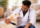 India Will Have 43 Million Pet Dogs Next Year. Most of Them Still Won’t Eat Proper Pet Food.