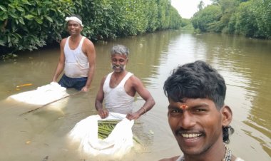 Mangrove Ecosystems: Nature's Living Shield Against Climate Change and Coastal Disasters